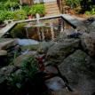 Koi pond with Waterfall
